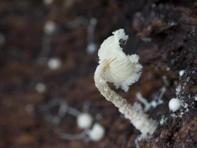 Cystolepiota pulverulenta